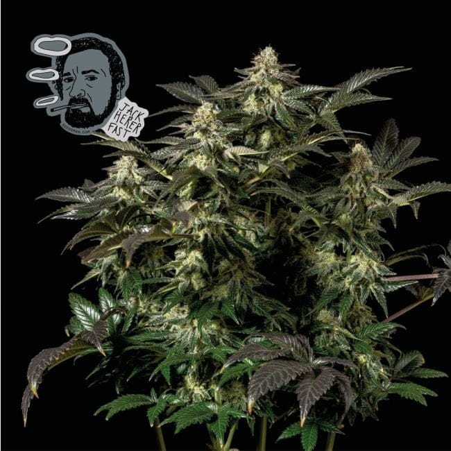 Jack Herer Schnell Feminisiert Saatgut-SMAN-JCKHR-FAST-FEM