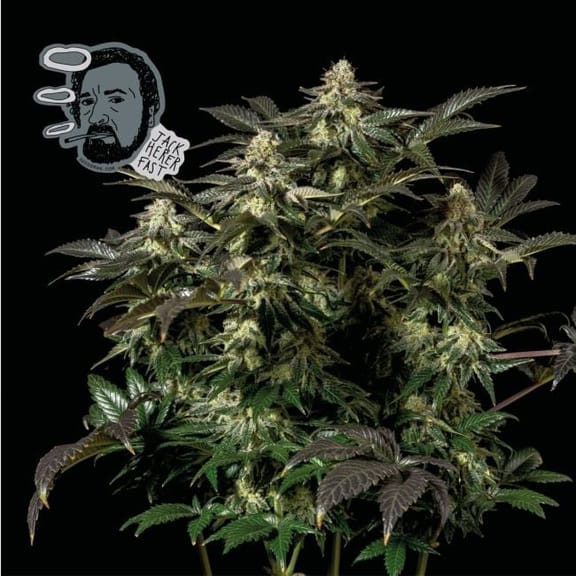Jack Herer Fast Feminised Seeds-SMAN-JCKHR-FAST-FEM
