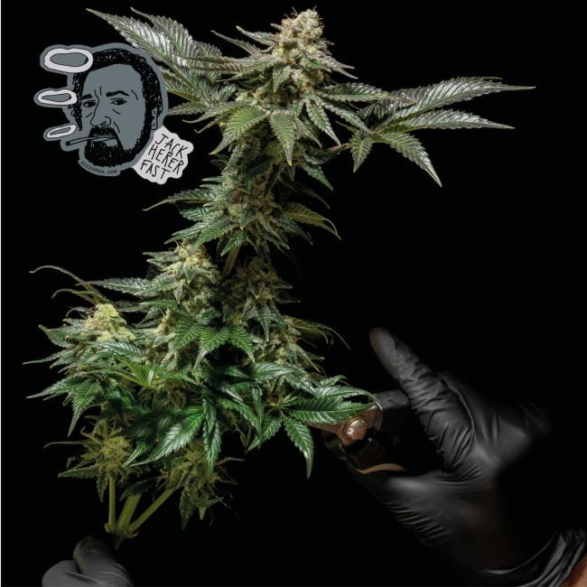 Jack Herer Schnell Feminisiert Saatgut-SMAN-JCKHR-FAST-FEM