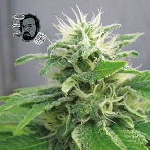 Jack Herer Schnell Feminisiert Saatgut-SMAN-JCKHR-FAST-FEM