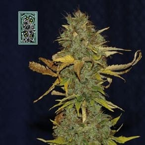 White Widow Fast Feminized Seeds-SMAN-WW-FAST-FEM