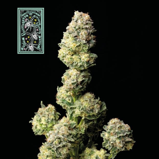 White Widow Fast Feminised Seeds-SMAN-WW-FAST-FEM
