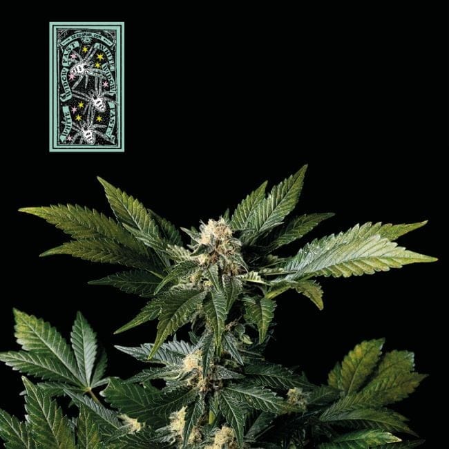 White Widow Fast Feminised Seeds-SMAN-WW-FAST-FEM