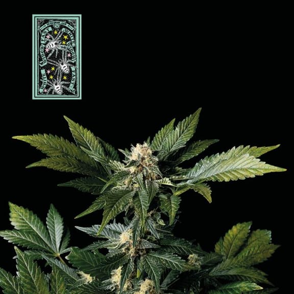White Widow Fast Feminised Seeds-SMAN-WW-FAST-FEM