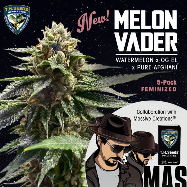 Melon Vader Feminised Seeds - 5+1-THS-MELV-FEM-5