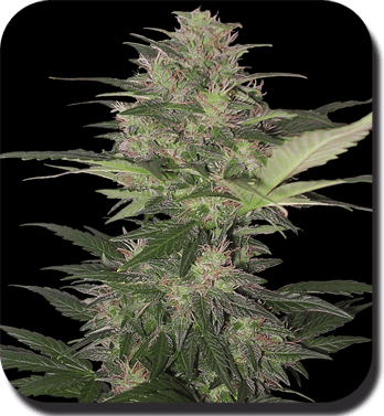 Red Dwarf Auto Feminised Seeds - 5-BS-SBS4602-F5