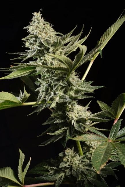 Glowstarz Feminised Seeds-PARA-GLSTARZ-FEM