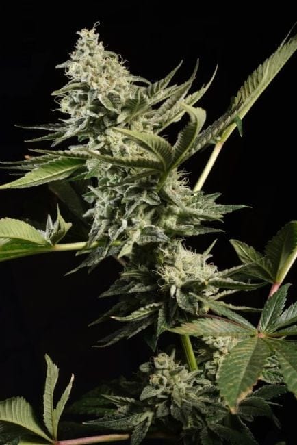 Glowstarz Feminised Seeds-PARA-GLSTARZ-FEM