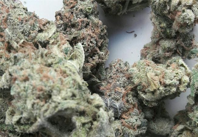 Jack the Ripper Feminised Seeds - 5-TGA-JTR-FEM-5