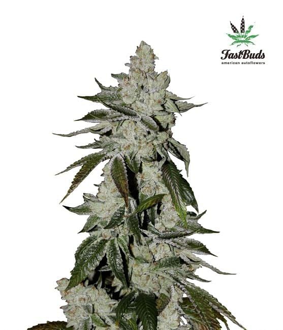 Venta de Girl Scout Cookies Auto (Auto Seeds)