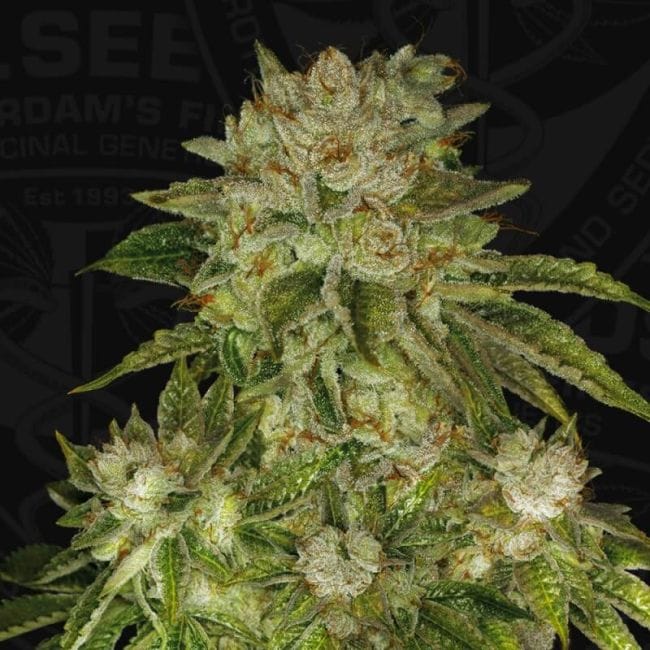 MK Ultra Feminised Seeds-THS-S027