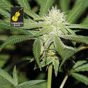 Lemonchello Haze феминизирани семена-SMANLH