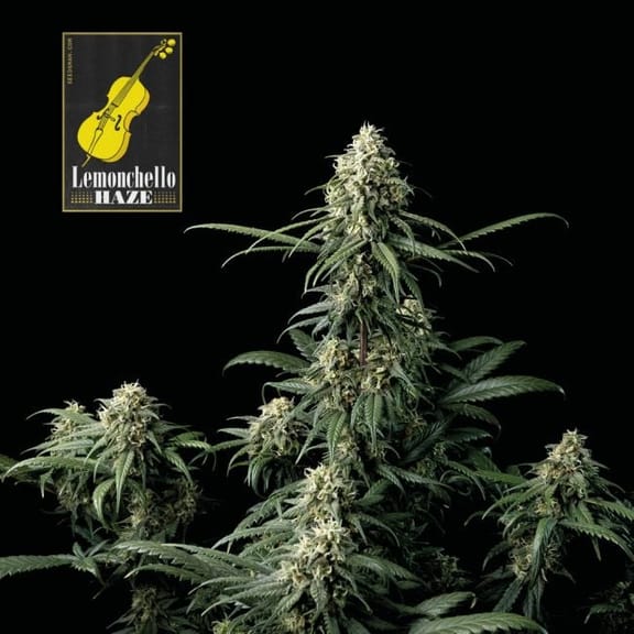 Lemonchello Haze Feminised Seeds-SMANLH