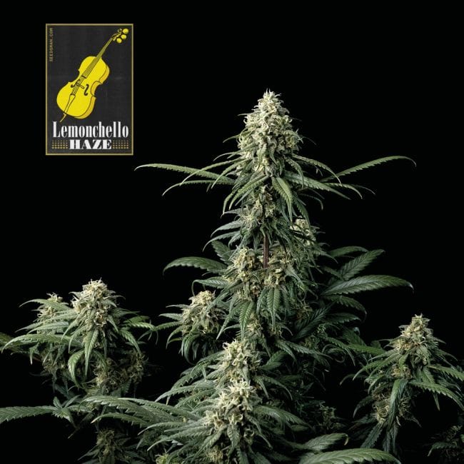 Lemonchello Haze феминизирани семена-SMANLH