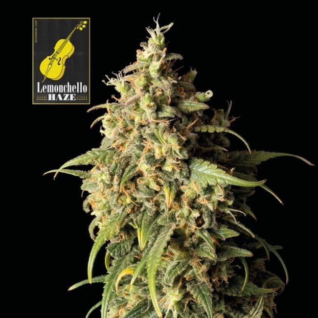 Lemonchello Haze феминизирани семена-SMANLH