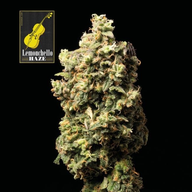 Lemonchello Haze Feminised Seeds-SMANLH