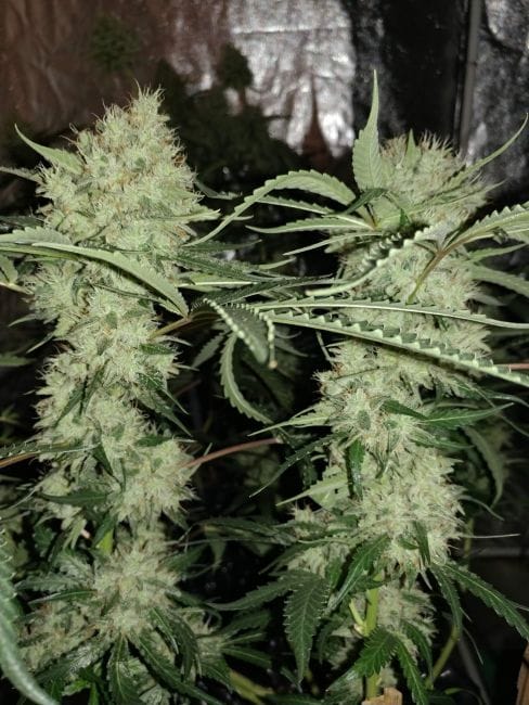 Strawberry Banana Grape феминизирани семена-SMANSTB