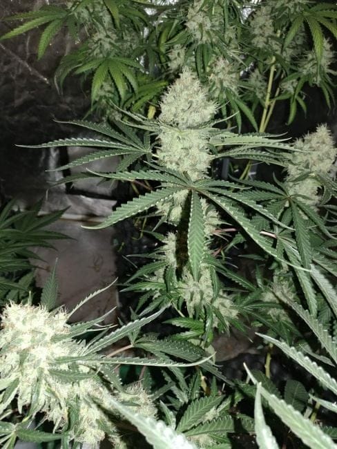 Strawberry Banana Grape феминизирани семена-SMANSTB