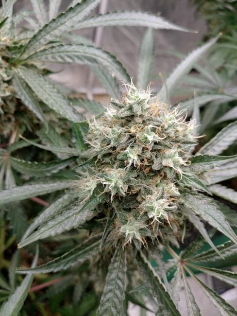 Strawberry Banana Grape феминизирани семена-SMANSTB
