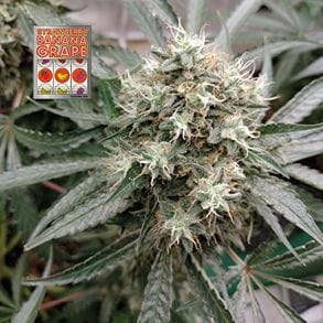 Strawberry Banana Grape Feminised Seeds-SMANSTB