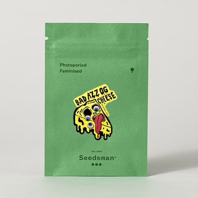 Badazz OG Cheese Feminisiert Saatgut-SMANBACH