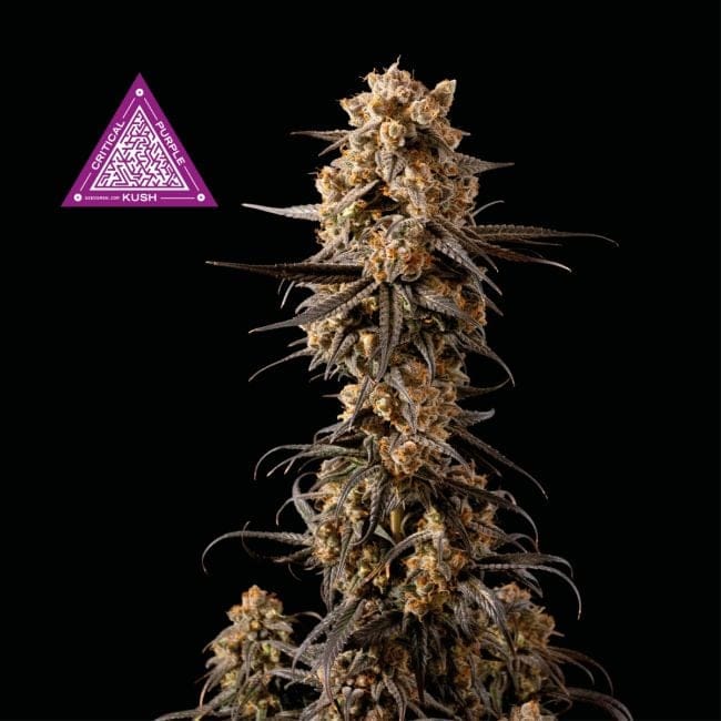Critical Purple Kush Feminisiert Saatgut-SMANCPK