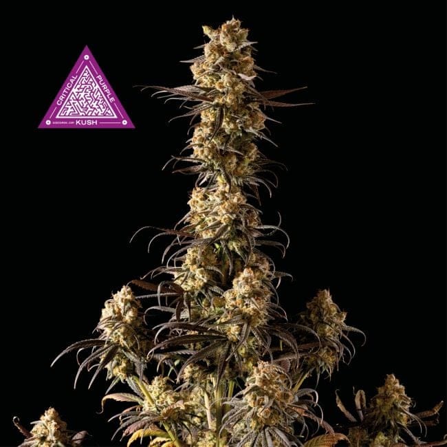 Critical Purple Kush Feminisiert Saatgut-SMANCPK