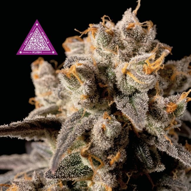Critical Purple Kush Feminised Seeds-SMANCPK