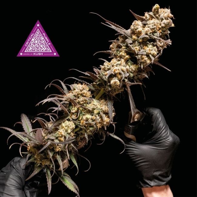 Critical Purple Kush Feminised Seeds-SMANCPK
