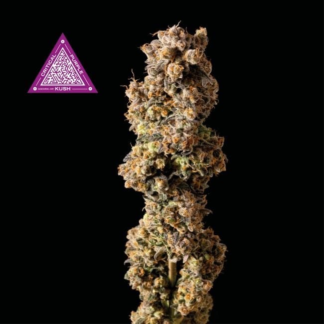 Critical Purple Kush Feminised Seeds-SMANCPK