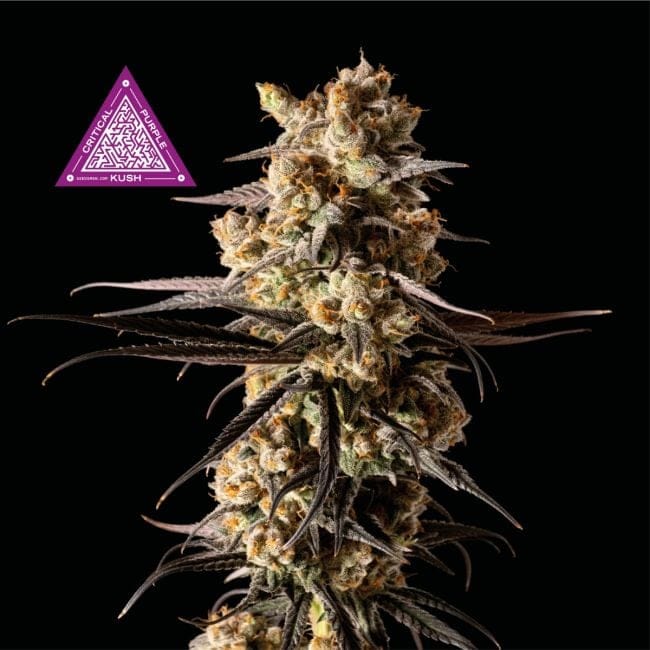 Critical Purple Kush Feminisiert Saatgut-SMANCPK