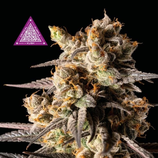 Critical Purple Kush Feminisiert Saatgut-SMANCPK