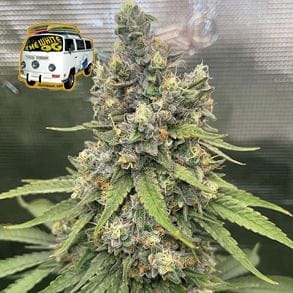 The White OG Feminised Seeds-SMANTWR
