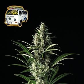 The White OG Féminisée Semences-SMANTWR