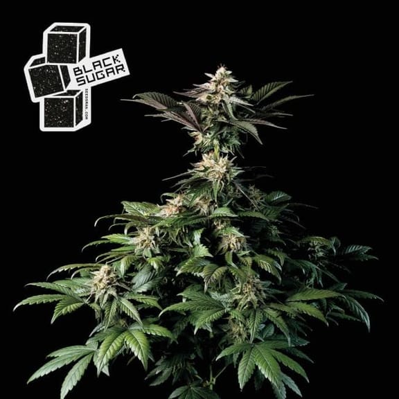 Black Sugar Feminised Seeds-SMANBLS