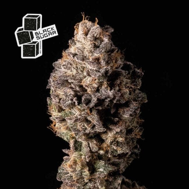 Black Sugar Feminised Seeds-SMANBLS