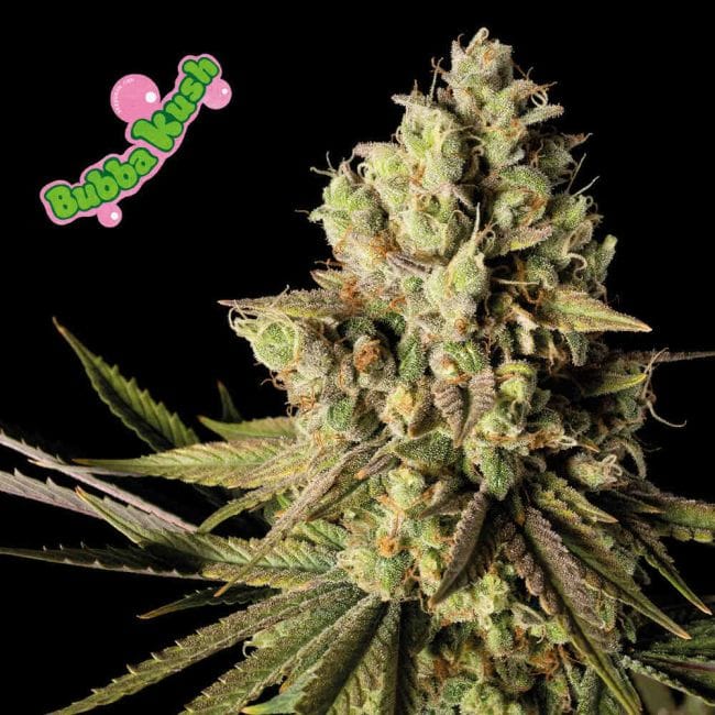 Bubba Kush феминизирани семена-SMANBUKU