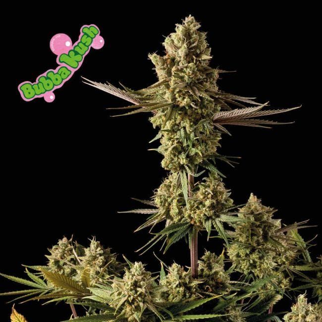 Bubba Kush Feminized Seeds-SMANBUKU