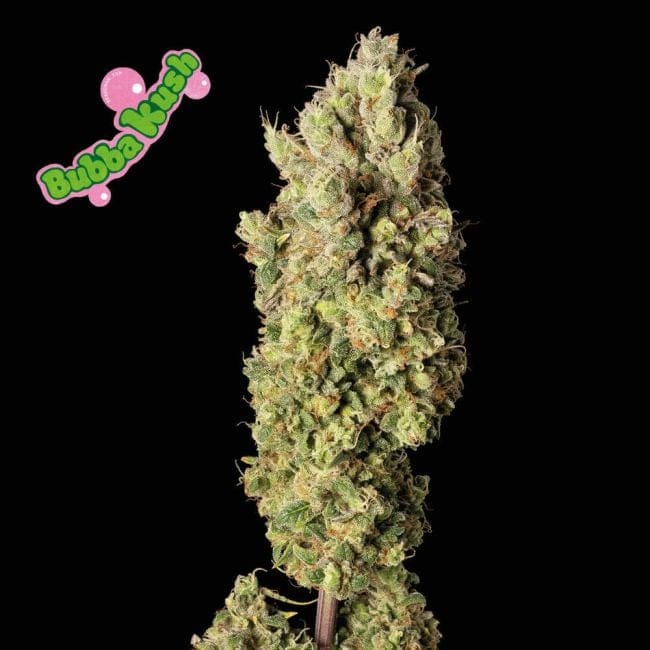 Bubba Kush Feminized Seeds-SMANBUKU