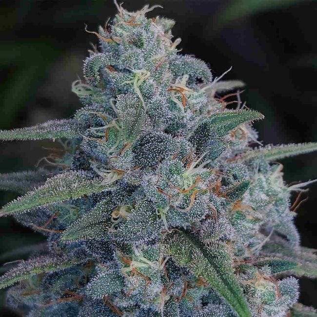 Bubba Kush Feminized Seeds-SMANBUKU