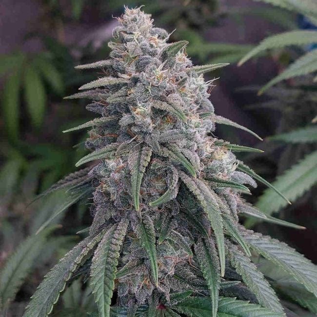 Bubba Kush Feminized Seeds-SMANBUKU