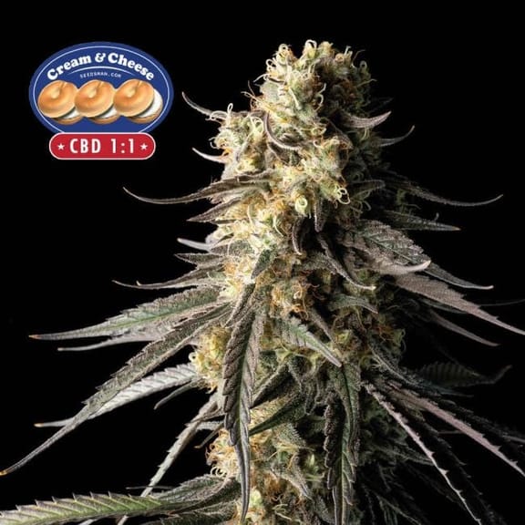 Cream & Cheese CBD 1:1 Feminised Seeds-SMANCCCBD