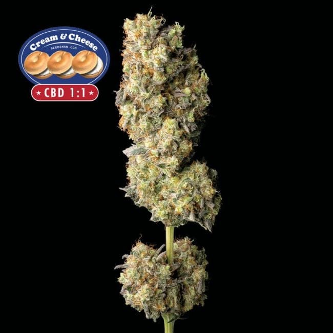 Cream & Cheese CBD 1:1 Féminisée Semences-SMANCCCBD