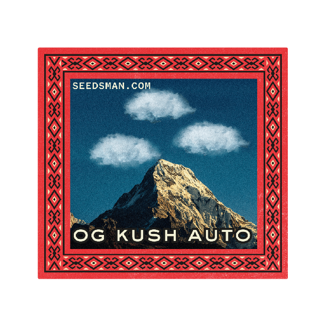 OG Kush Auto феминизирани семена-SMANOGKRAUT