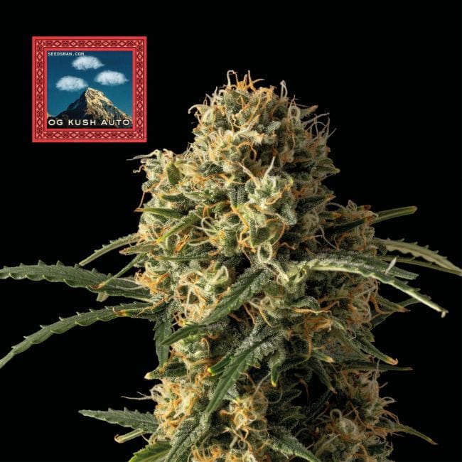 OG Kush Auto Feminized Seeds x 3 - Special Offer-SMAN-OGK-AUTO-FEM-3-PROMO