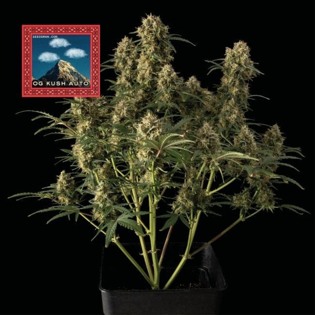 OG Kush Auto Feminized Seeds x 3 - Special Offer-SMAN-OGK-AUTO-FEM-3-PROMO