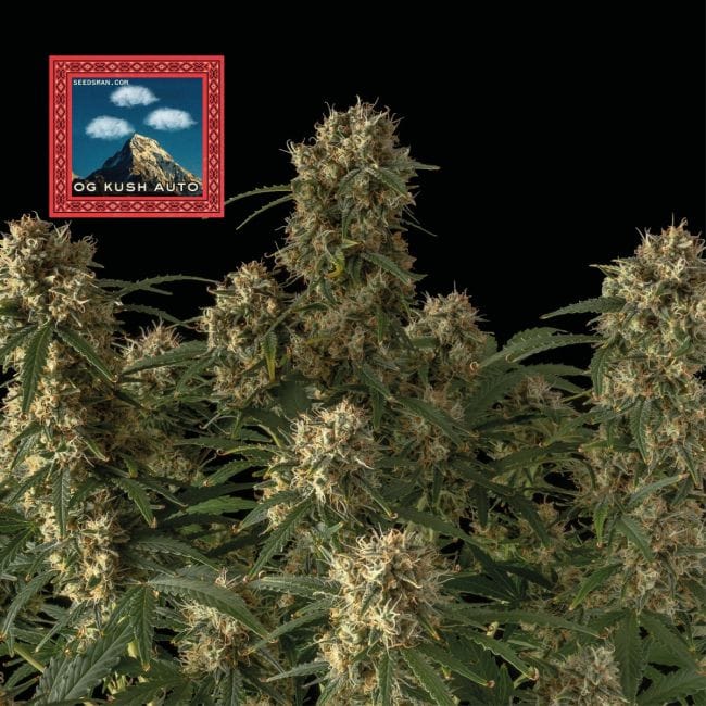 OG Kush Auto феминизирани семена-SMANOGKRAUT