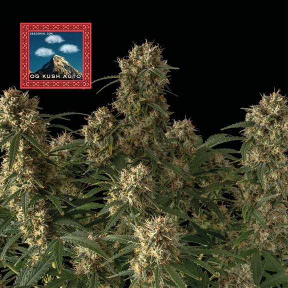 OG Kush Auto Feminized Seeds x 3 - Special Offer-SMAN-OGK-AUTO-FEM-3-PROMO