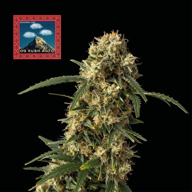 OG Kush Auto Feminized Seeds x 3 - Special Offer-SMAN-OGK-AUTO-FEM-3-PROMO