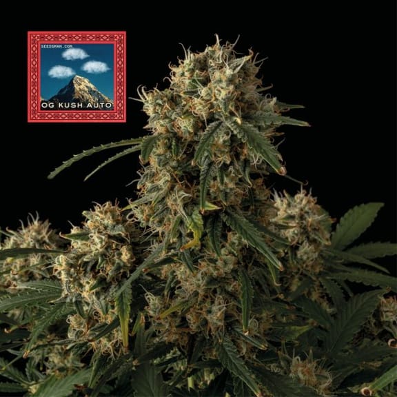 OG Kush Auto Feminized Seeds x 3 - Special Offer-SMAN-OGK-AUTO-FEM-3-PROMO